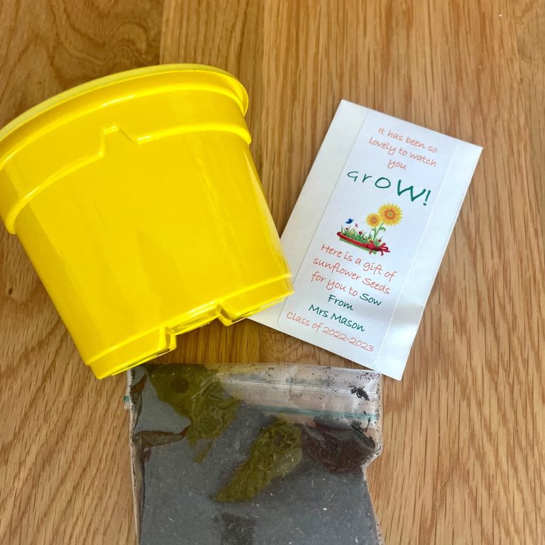 pot seeds compost Beths Sunflowers