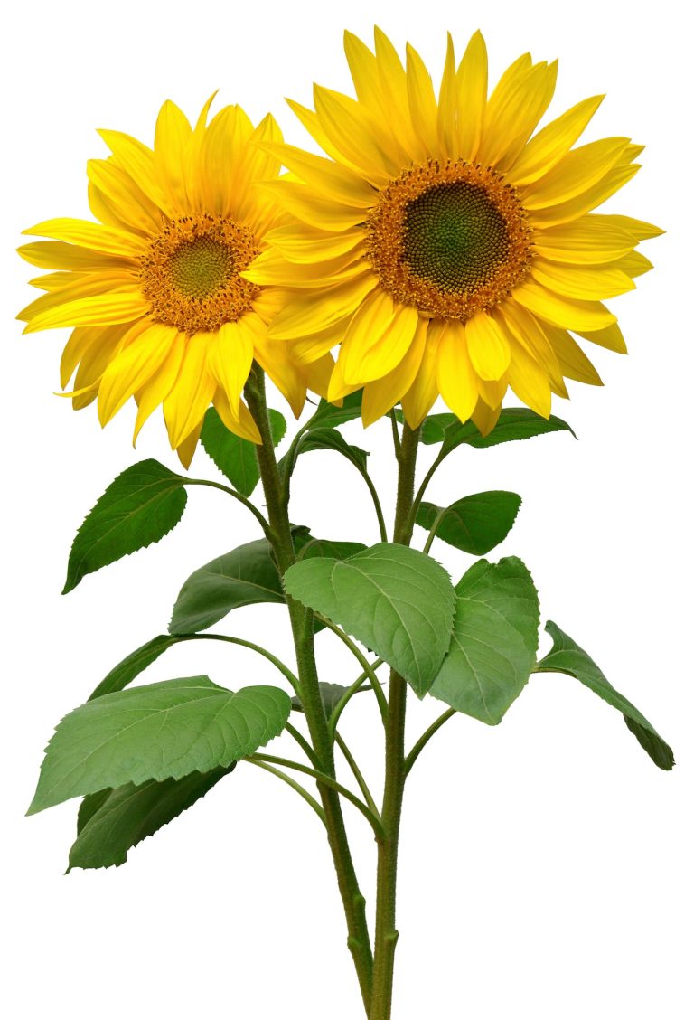 Beth's SunflowersSunflowers 1