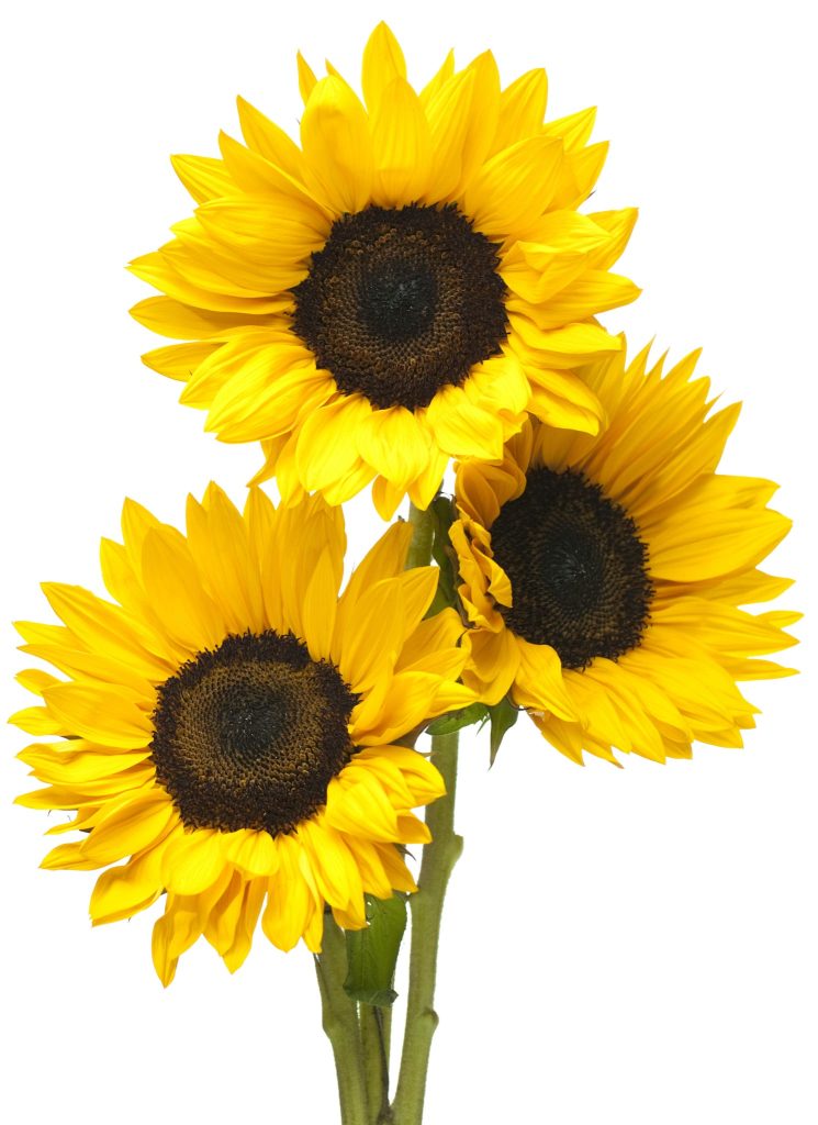 Make a Donation Beths Sunflowers