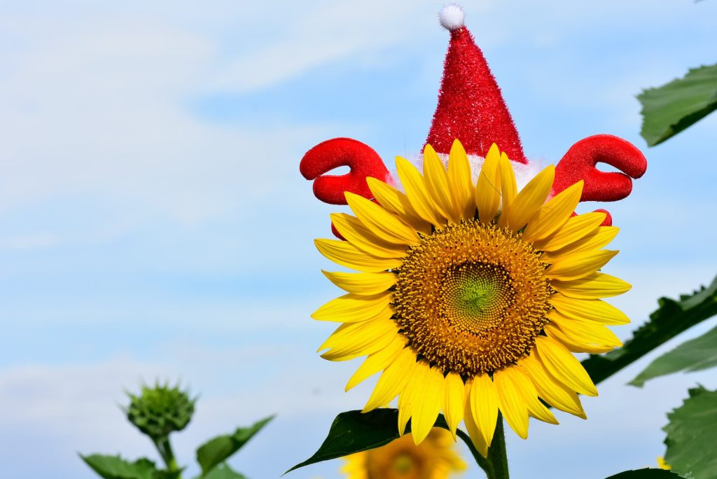 Christmas Events 2024 Beths Sunflowers