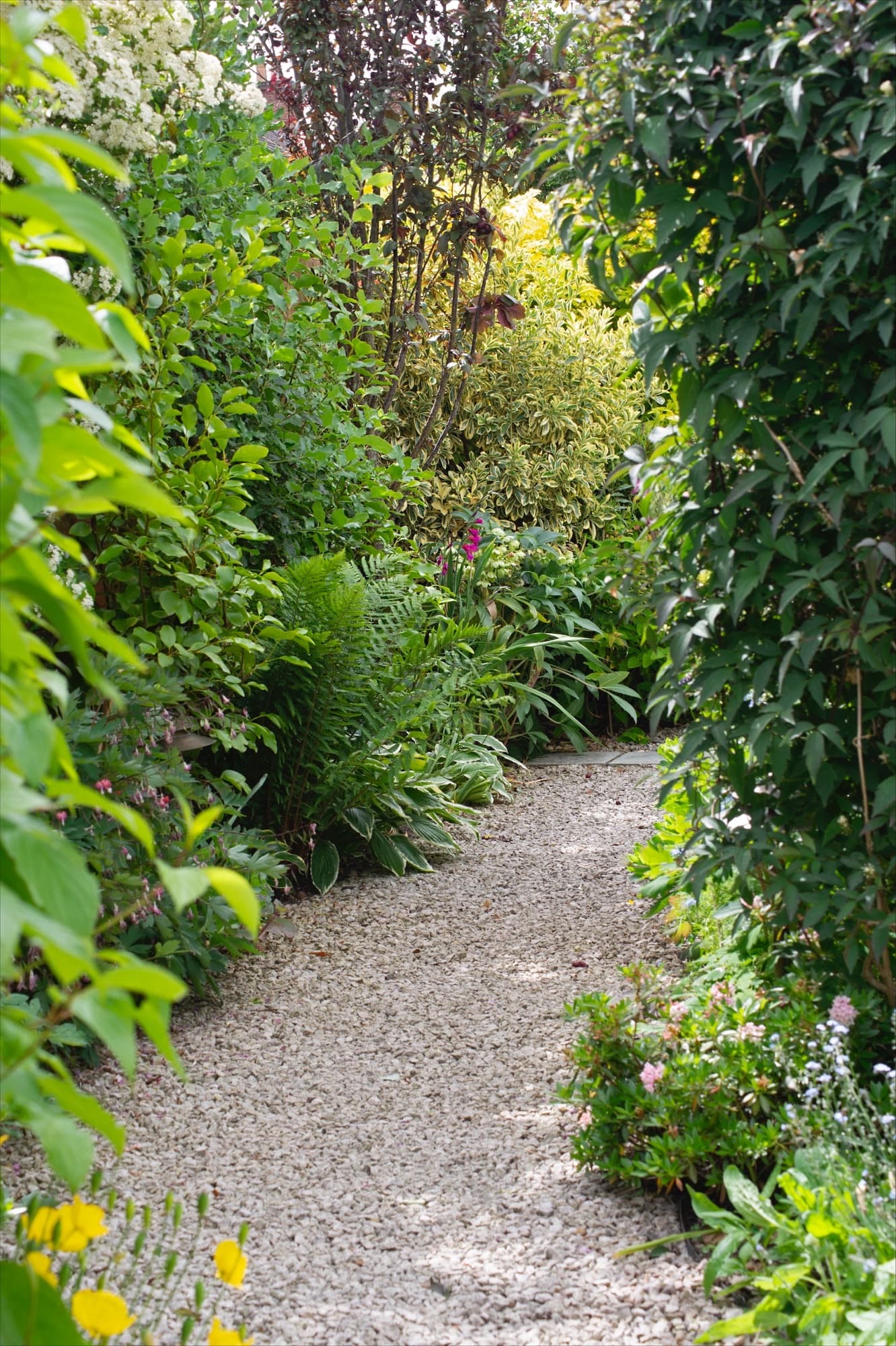 Open Gardens and Plant sales 3 Beths Sunflowers